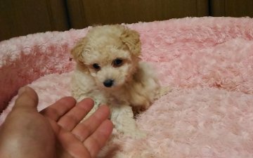 トイプードル(ティーカップ)【岐阜県・女の子・2017年4月20日・クリーム】の写真「稀少カラーのクリーム色のお姫さまです」