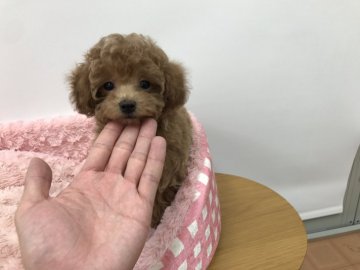 トイプードル(ティーカップ)【岐阜県・女の子・2018年10月29日・アプリコット】の写真「人間が大好きな甘えん坊のお姫様です。」