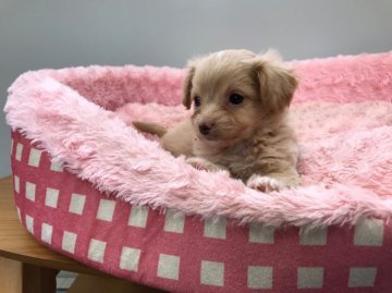 トイプードル×チワワ【岐阜県・女の子・2017年9月6日・クリーム】の写真「クリーム色の衣を纏ったプリンセスです」