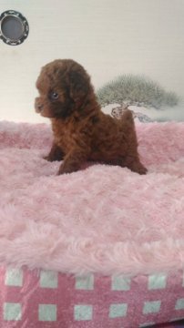 トイプードル(タイニー)【岐阜県・女の子・2016年10月26日・レッド】の写真「絵に描いたようなドワーフです」