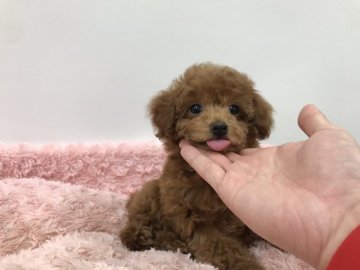 トイプードル(ティーカップ)【岐阜県・女の子・2018年10月29日・レッド】の写真「セレブ感漂う正統派のお姫様です。」