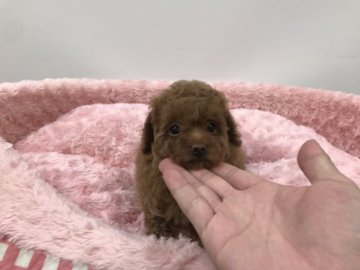 トイプードル(タイニー)【岐阜県・女の子・2019年4月25日・レッド】の写真「クルンクルンな毛量が魅力的な可愛いお姫様です」
