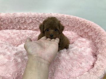 トイプードル(タイニー)【岐阜県・男の子・2021年5月7日・アプリコット】の写真「優しい小顔の王子様です」