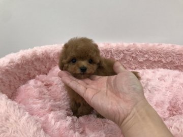 トイプードル(ティーカップ)【岐阜県・男の子・2019年11月14日・レッド】の写真「極小のマイクロティーカップ予想の王子様です」