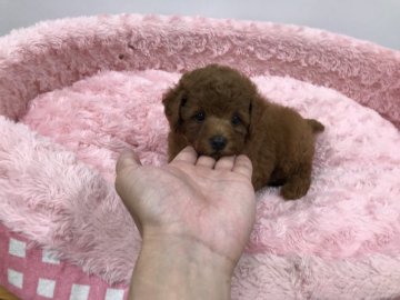 トイプードル(トイ)【岐阜県・男の子・2021年6月29日・レッド】の写真「ムチムチのワガママボディの王子様です」