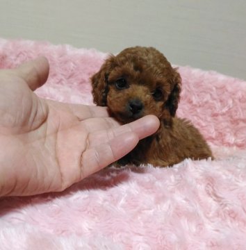 トイプードル(ティーカップ)【岐阜県・男の子・2016年11月12日・レッド】の写真「ケタ違いのイケメンプリンスです」