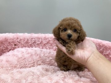 トイプードル(ティーカップ)【岐阜県・男の子・2018年6月22日・アプリコット】の写真「ケタ違いのイケメン貴公子です」