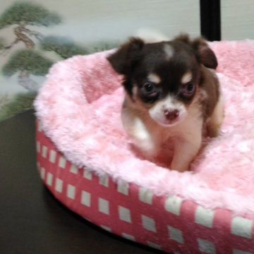 チワワ(ロング)【岐阜県・男の子・2016年8月5日・チョコタン】の写真「キリリとした魅惑的なお目めです」