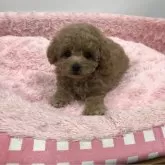 タイニープードル【岐阜県・女の子・2023年11月2日・アプリコット】の写真1「パーフェクトな美人さんです(12月21日撮影)」