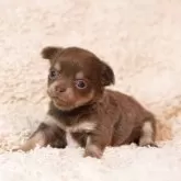 チワワ(ロング)