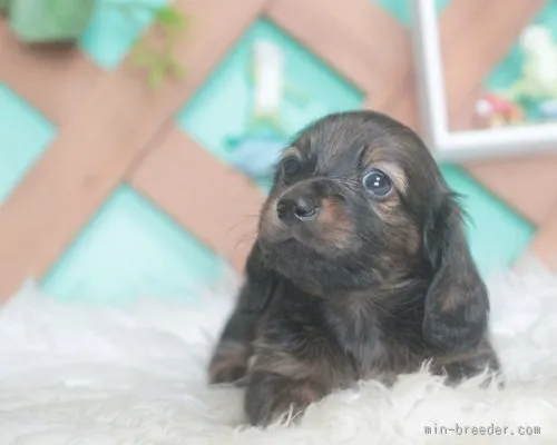 ID：1507-01029の子犬