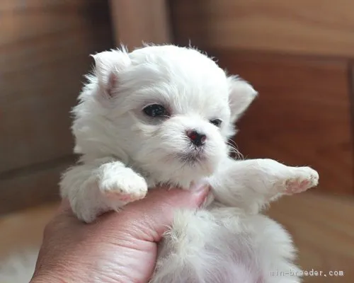 ID:1803-01361の子犬