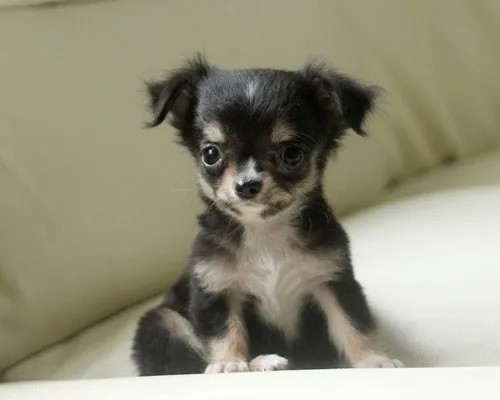 ID：1309-00169の子犬