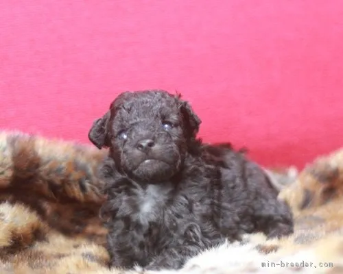 ID：1709-00923の子犬