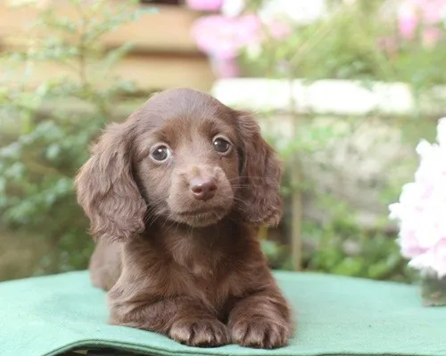 ID：1305-00320の子犬