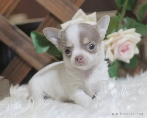 ID：1511-00418の子犬