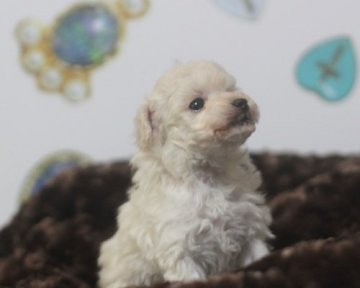 トイプードル(ティーカップ)【熊本県・女の子・2017年2月6日・ホワイト】の写真「明るく元気いっぱいです」