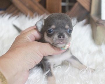 チワワ(スムース)【熊本県・女の子・2017年7月23日・ブルー&タン】の写真「小振りです」