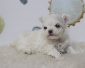 マルチーズ【熊本県・女の子・2017年2月9日・ホワイト】の写真「可愛い子ですよ〜」