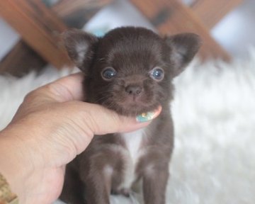 チワワ(ロング)【熊本県・女の子・2017年7月21日・チョコソリッド】の写真「タンがないカラーです」