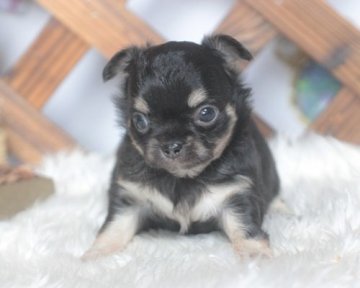 チワワ(ロング)【熊本県・女の子・2017年5月7日・ブラック&クリームタン】の写真「おっとりさんです」