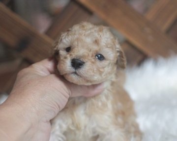 トイプードル(タイニー)【熊本県・女の子・2016年11月26日・アプリコット】の写真「可愛いですよ」