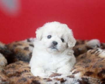 ペキプー(パパ プードル ママ ペキニーズ)【熊本県・女の子・2017年7月23日・クリーム】の写真「元気いっぱいの甘えん坊ちゃんです♪」