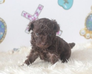 トイプードル(タイニー)【熊本県・男の子・2017年2月6日・ブラウン】の写真「愛嬌いっぱいです♪」