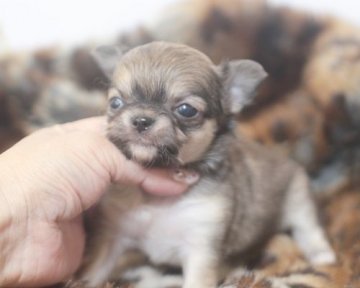 チワワ(ロング)【熊本県・女の子・2017年2月3日・レッド(フォーン)】の写真「かわいいです」