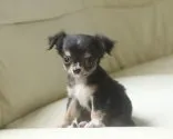 チワワ(ロング)【熊本県・男の子・2013年6月25日・ブラックタン&ホワイト】の写真4