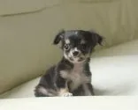 チワワ(ロング)【熊本県・男の子・2013年6月25日・ブラックタン&ホワイト】の写真5