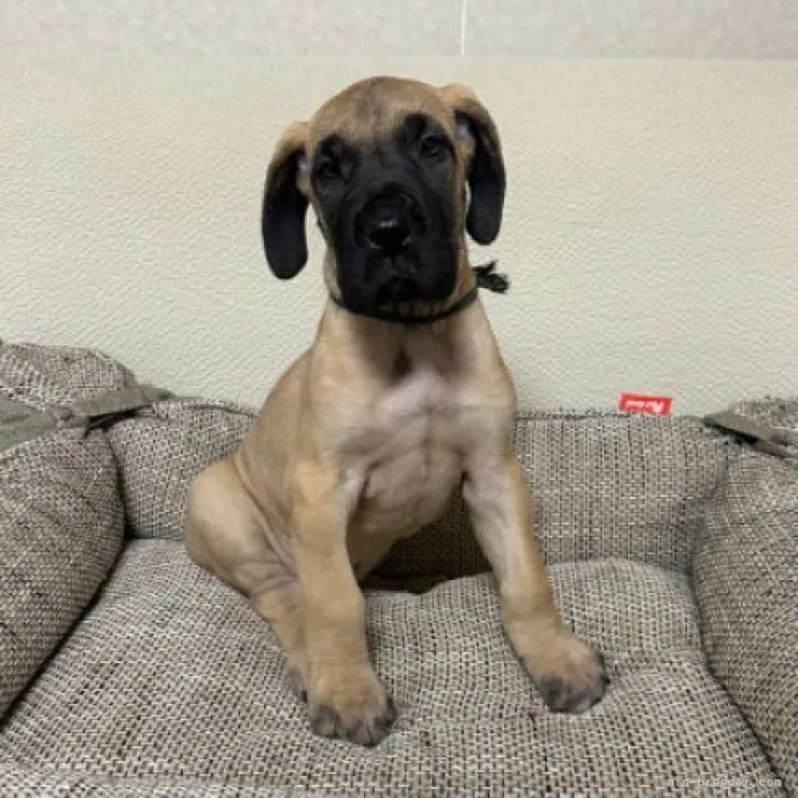 ID:2305-03217の子犬