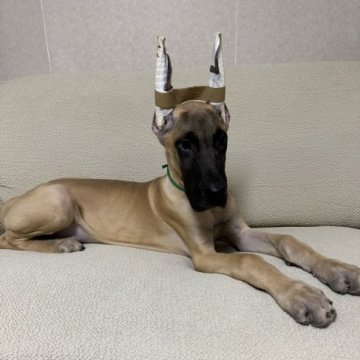 グレートデン【福岡県・男の子・2023年5月12日・フォーン】の写真「骨量はしっかりあります。」