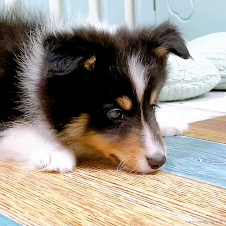 N.H 様のお迎えした子犬