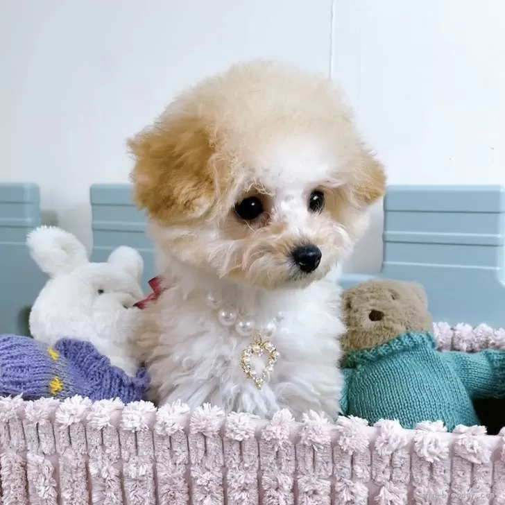 H.Ｉ 様のお迎えした子犬