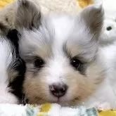 シェットランドシープドッグ
