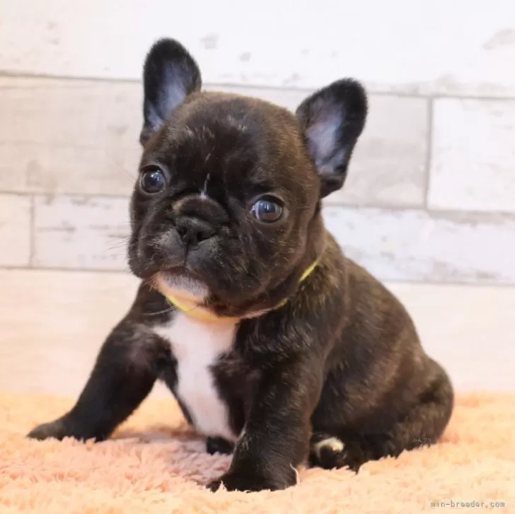 ID：2501-07885の子犬