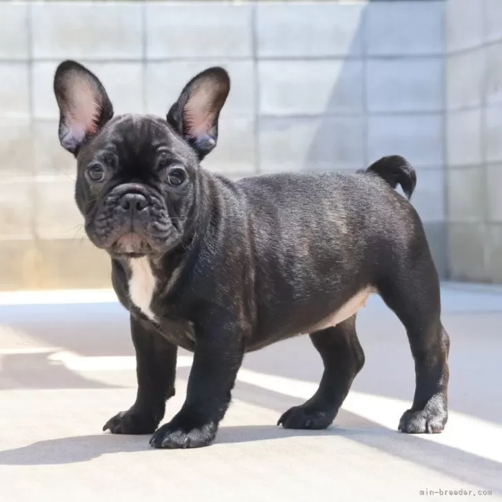 彦丸 様のお迎えした子犬