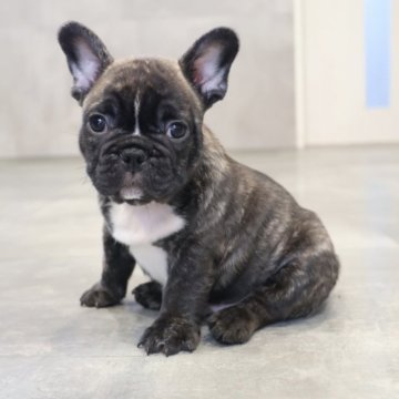 フレンチブルドッグ【岡山県・男の子・2025年9月23日・ブリンドル】の写真「むっちりボディの男の子🩵」