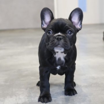 フレンチブルドッグ【岡山県・女の子・2025年9月28日・ブリンドル】の写真「ブラックブリンドルの女の子🩷」