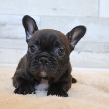 フレンチブルドッグ【岡山県・女の子・2025年1月13日・ブリンドル】の写真「優しいお顔の女の子」