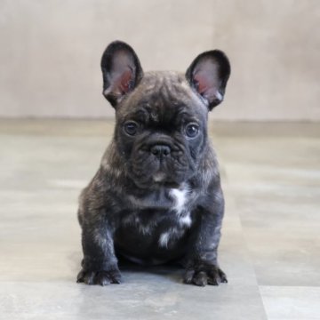 フレンチブルドッグ【岡山県・男の子・2025年9月23日・ブリンドル】の写真「タイガーブリンドルの男の子🩵」