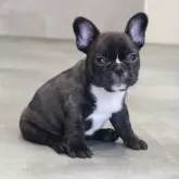 フレンチブルドッグ