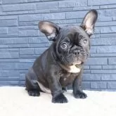 フレンチブルドッグ