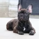 フレンチブルドッグ