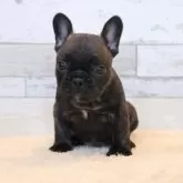 フレンチブルドッグ