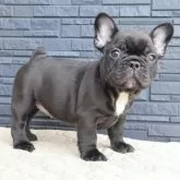 フレンチブルドッグ