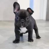 フレンチブルドッグ