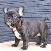 フレンチブルドッグ