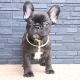 フレンチブルドッグ